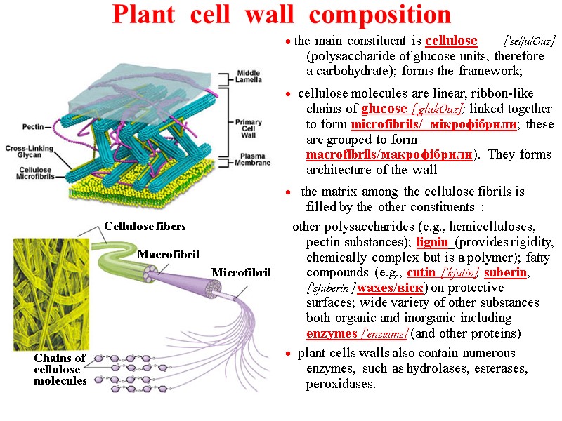 Plant  cell  wall  composition · the main constituent is cellulose 